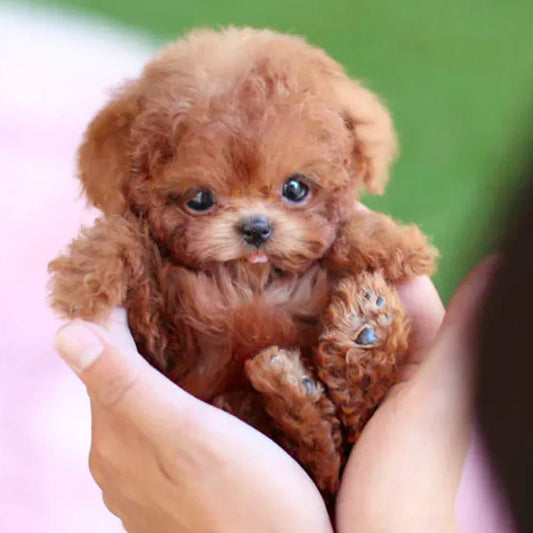 Davy | Interactive Plush Dog with Realistic Movements – For Children & Seniors