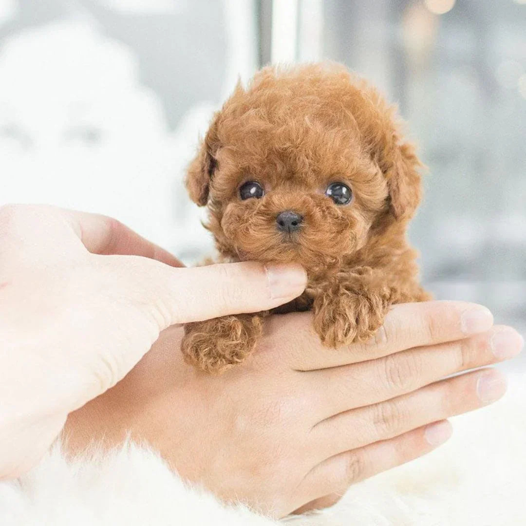 Davy | Interactive Plush Puppy - Realistic Stuffed Animal for Children and Adults with Movements and Sounds