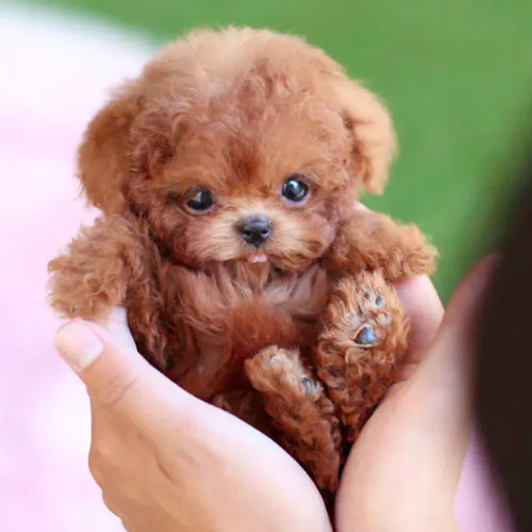 Davy | SnugglePup – Realistic Plush Puppy with Lifelike Details