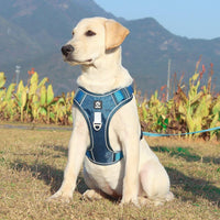 PawsControl - Arnés definitivo para perros que no tiran