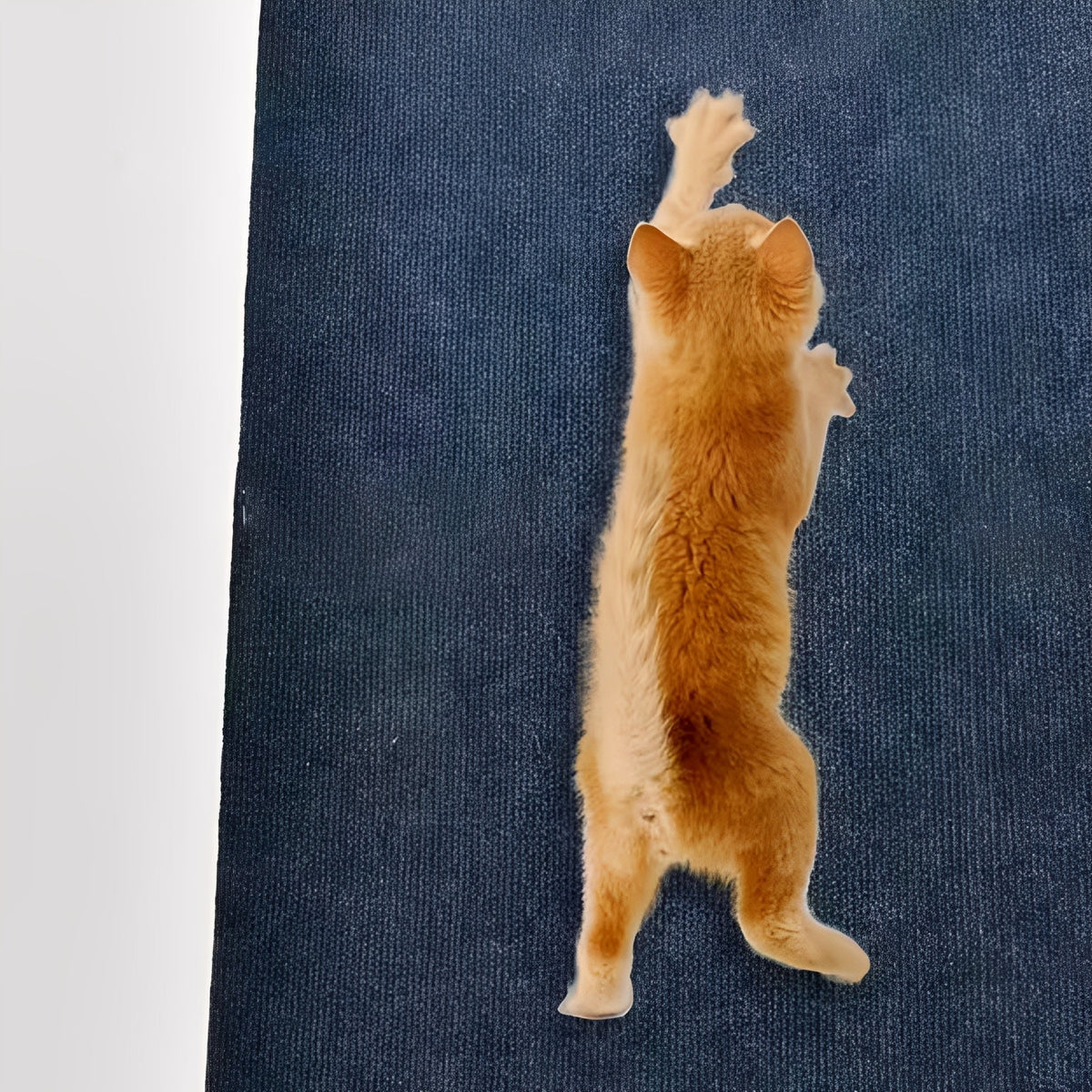 Griffoir autocollant pour chat et protège-meuble