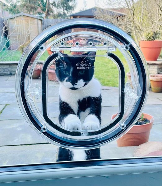 Transparent Pet Door for Control