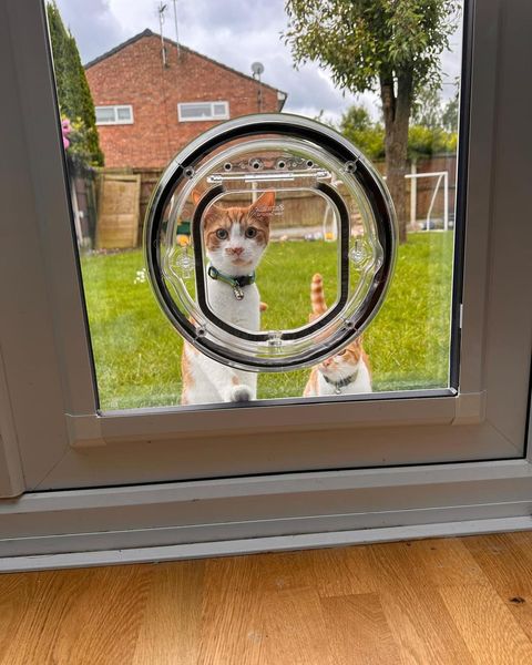 Transparent Pet Door for Control