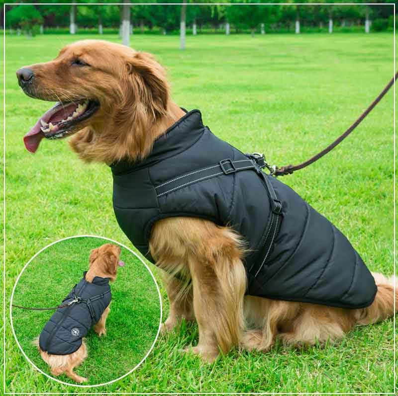 Waterproof Dog Winter Jacket with Harness
